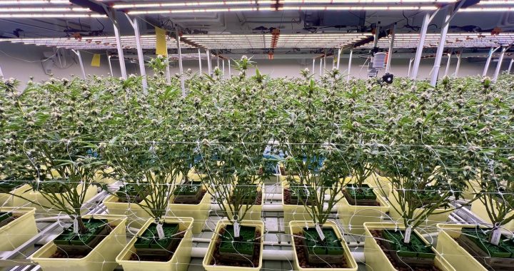 GACP-Compliant Cannabis Cultivation in Thailand: What the Standard Actually Requires