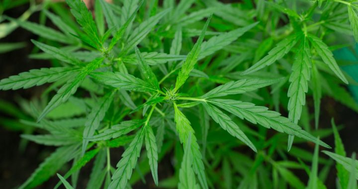 The 4-Step Road Map to Medical Cannabis Export Readiness