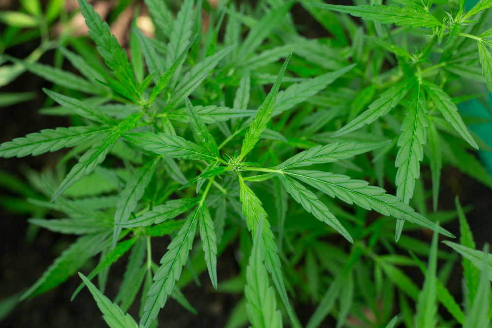 The 4-Step Road Map to Medical Cannabis Export Readiness
